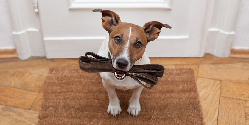 Brown and white dog holding leash in mouth by front door