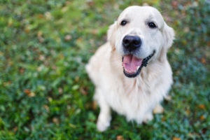 golden-retriever-on-vacation
