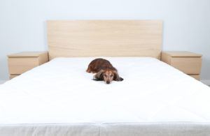 dog in a pet friendly pigeon forge hotel room